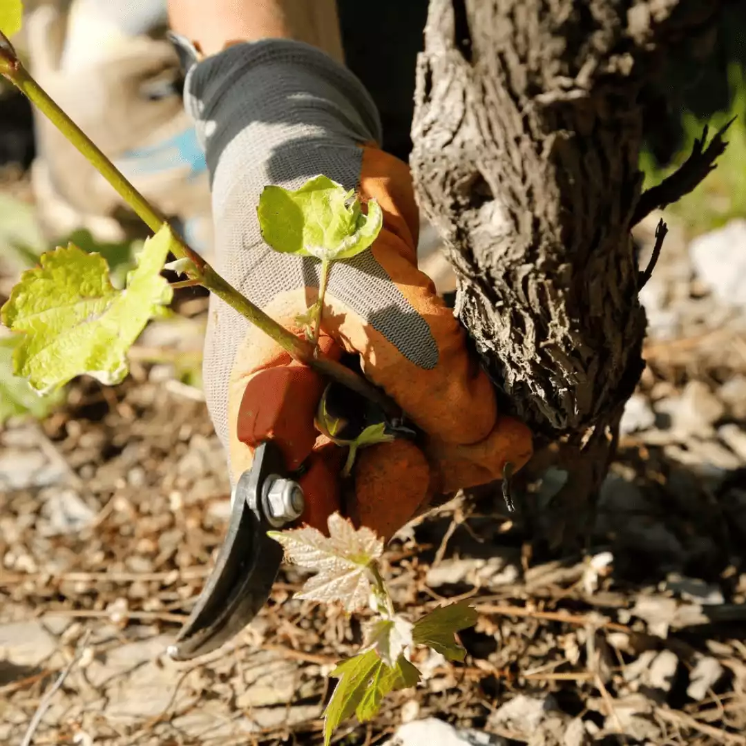 VIGNE DE VIN DE LOIRE A MONTJEAN SUR LOIRE